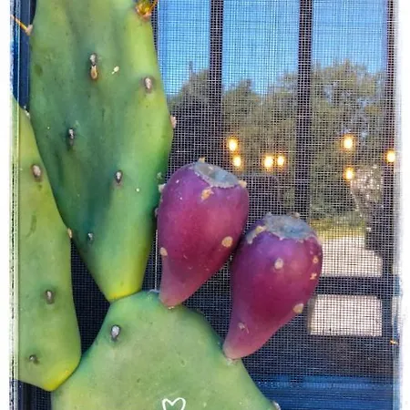 Il Tanaceto Vendégház